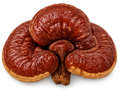 Reishi